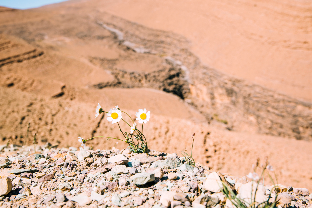 Desert Ecology & Adventure Trip – Al Ula